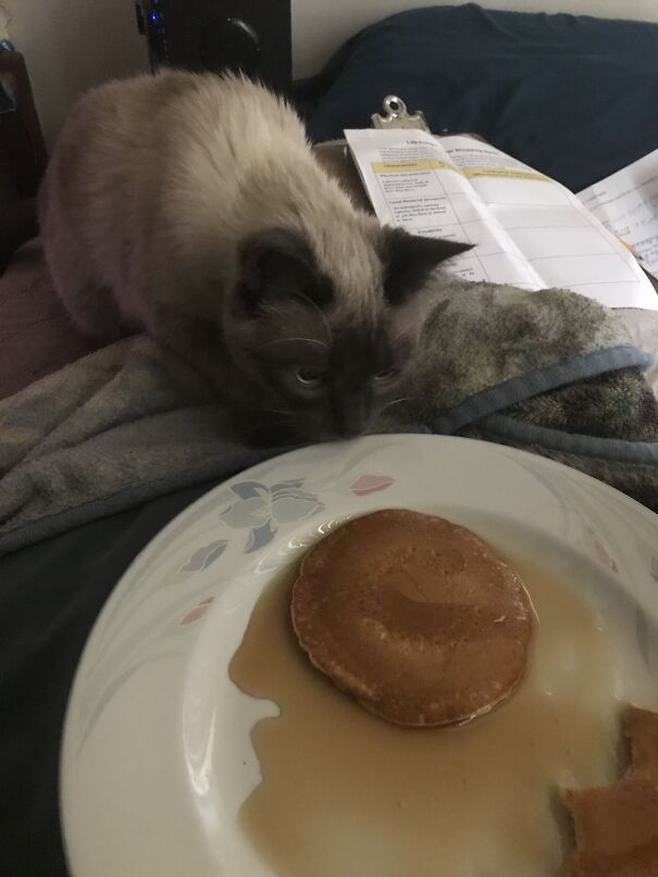 Pancake Kat