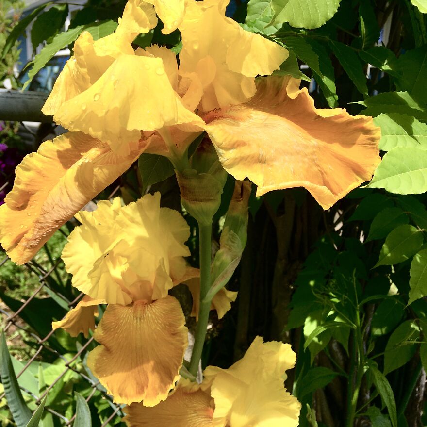 Portland Irises