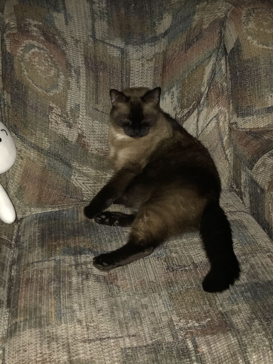 Me When I Get Home From Work! 😸 #becauseofcats