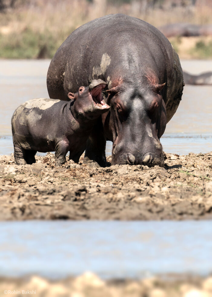 "Hipopótamo gruñón" por Rohin Bakshi