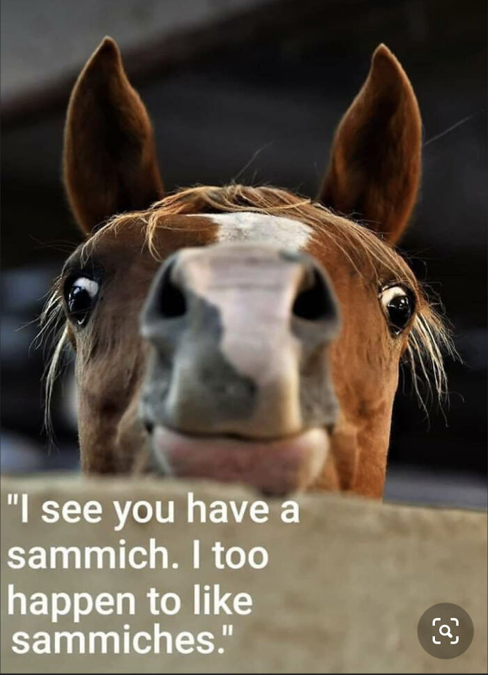 Sammich Horse