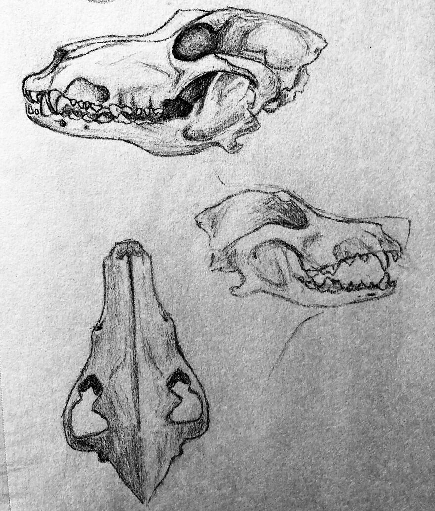 Wolf Skull Practice