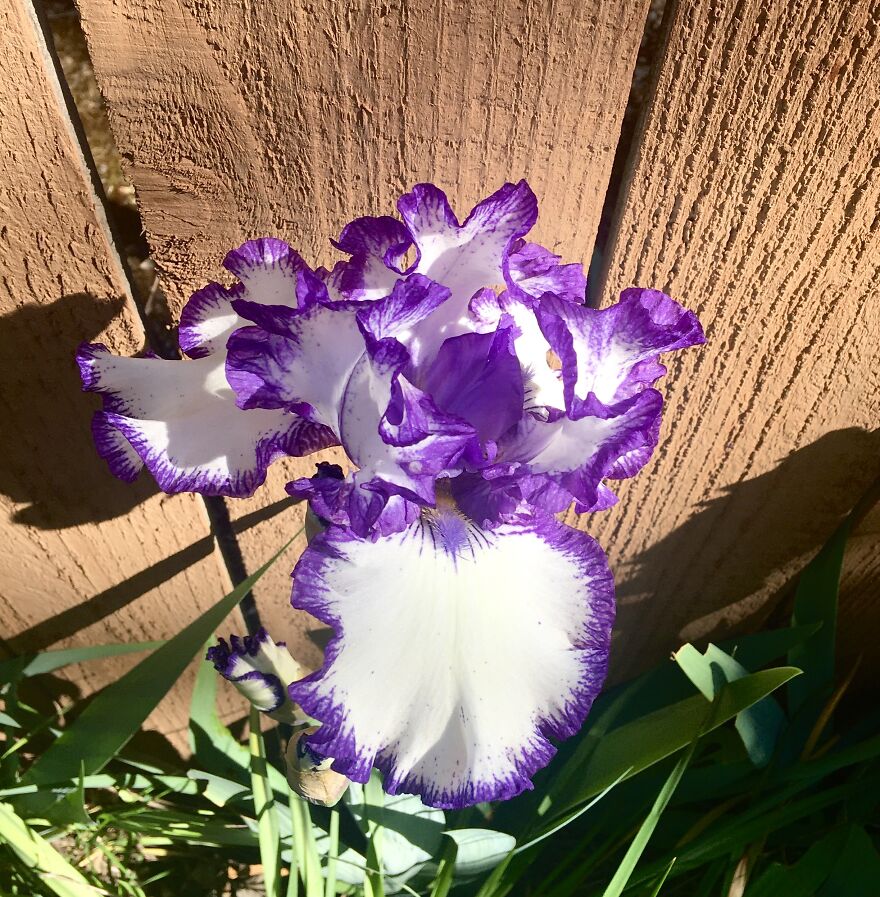 Portland Irises