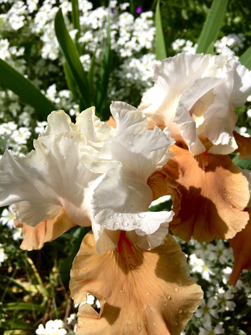 Portland Irises