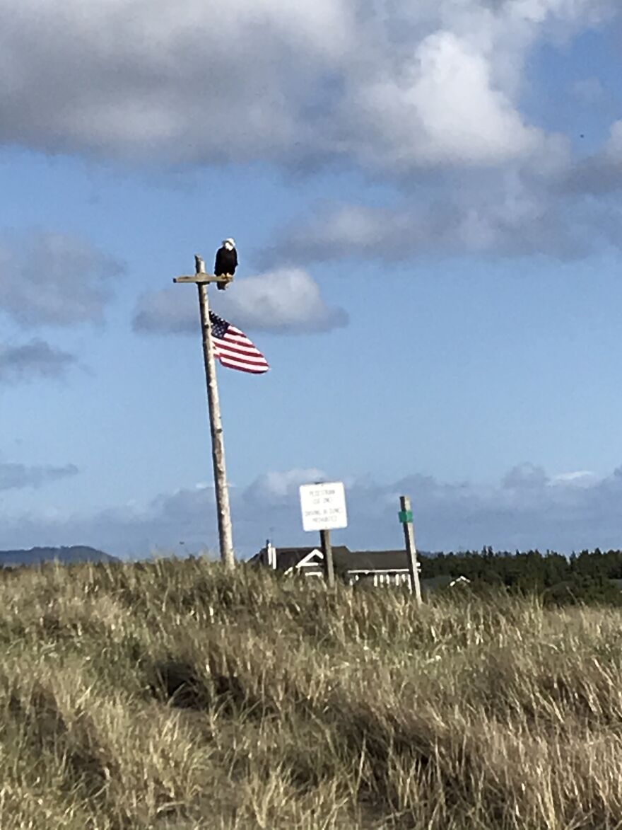 A Bald Eagle Sitting On The American Flag 🦅 🇺🇸