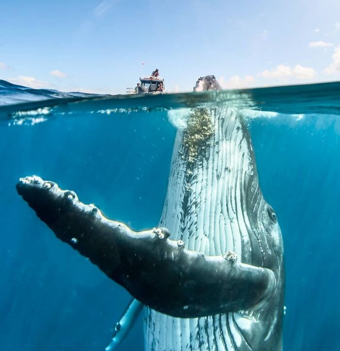 Perspectiva del tamaño de la ballena jorobada