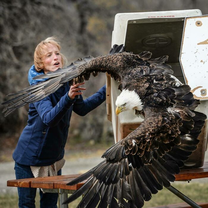 Bald Eagles Are Huge Compared To A Human