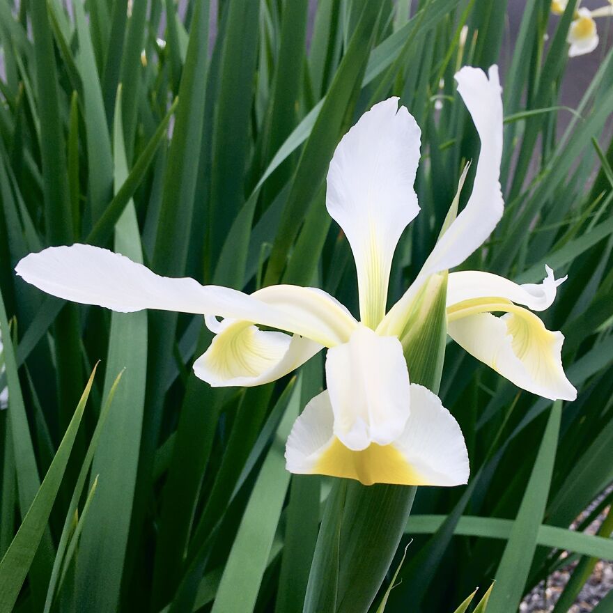 Portland Irises