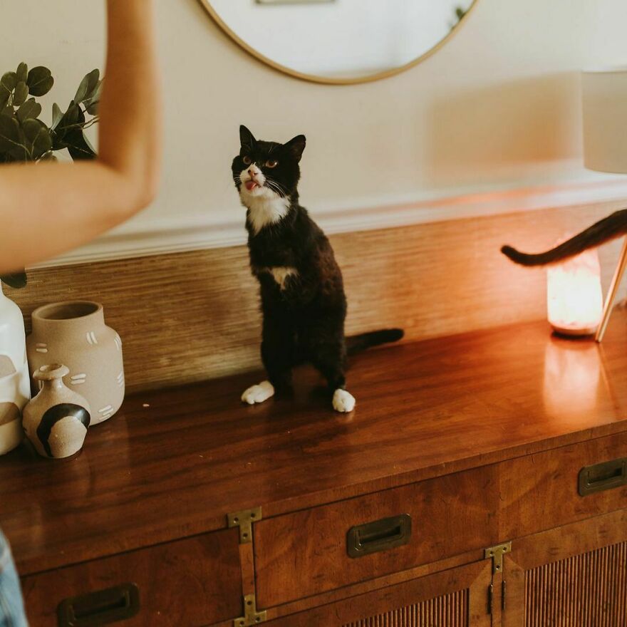 Cat Owner Sets Up An Instagram Account For Her Two-Legged Cat And Shares Her Cat's Inspiring Rehabilitation Story