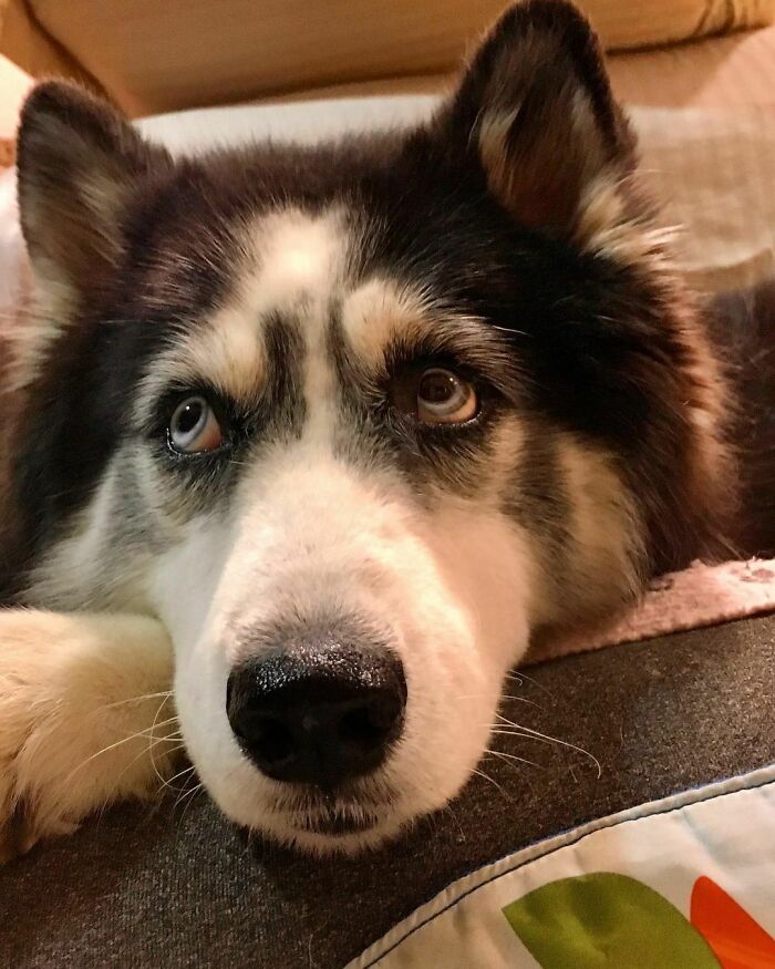 Owners Exploited This Husky Until She Could No Longer Walk And Produce Puppies - This Woman Gave Her A Second Chance In Life