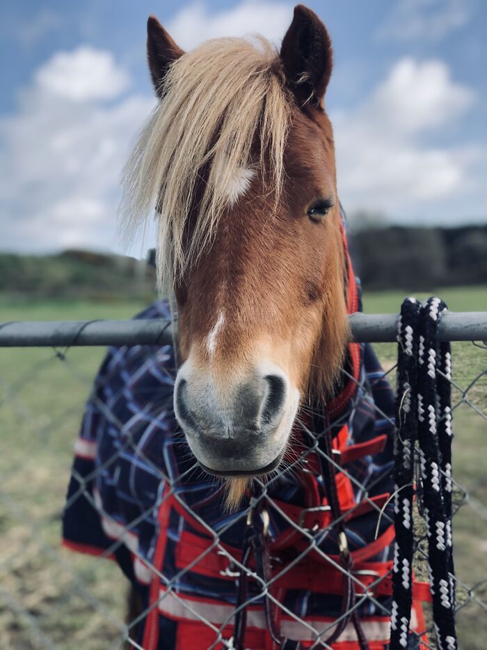 I Was Able To Get My Pony To Not Bite Me For This Photo
