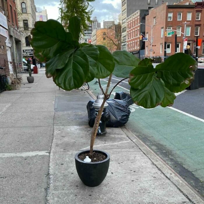 Beautiful Large Fiddle Leaf Fig That Needs Some Tlc! 2nd Ave Between Third And Fourth Street Outside The Nail Salon