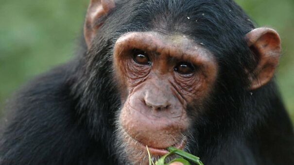 Chimpanzee-trekking.jpg