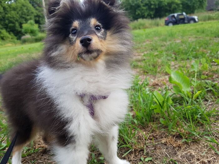 My Sheltie When She Was 6 Months Old - She Is Now 1 1/2 Years Old ▼・ᴥ・▼