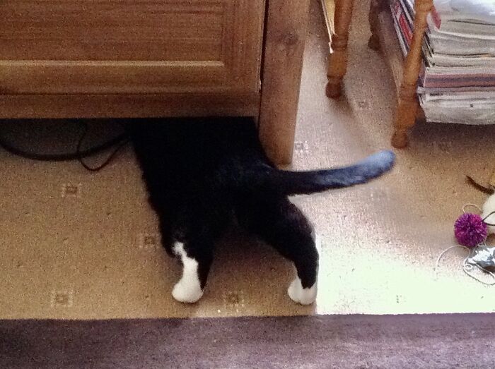 Gusto Discovers He Can’t Fit Under The TV Stand After All