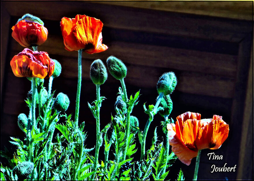 My Lovely Poppies