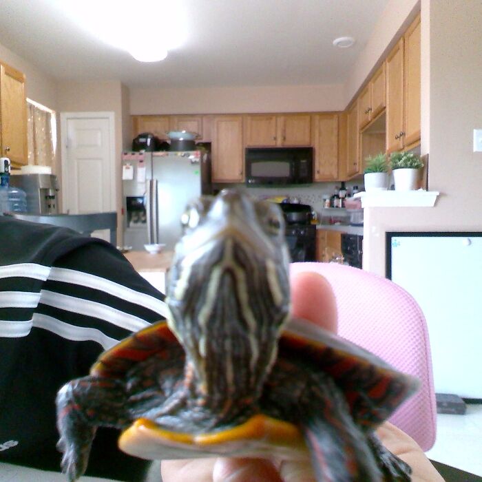 My Turtle Just Staring