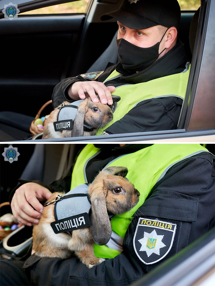 This Police Rabbit Joined The Ukrainian Police Force For A Day