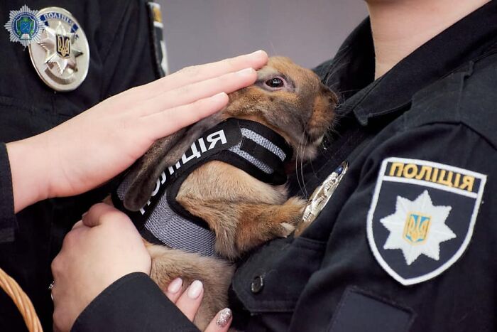 This Police Rabbit Joined The Ukrainian Police Force For A Day