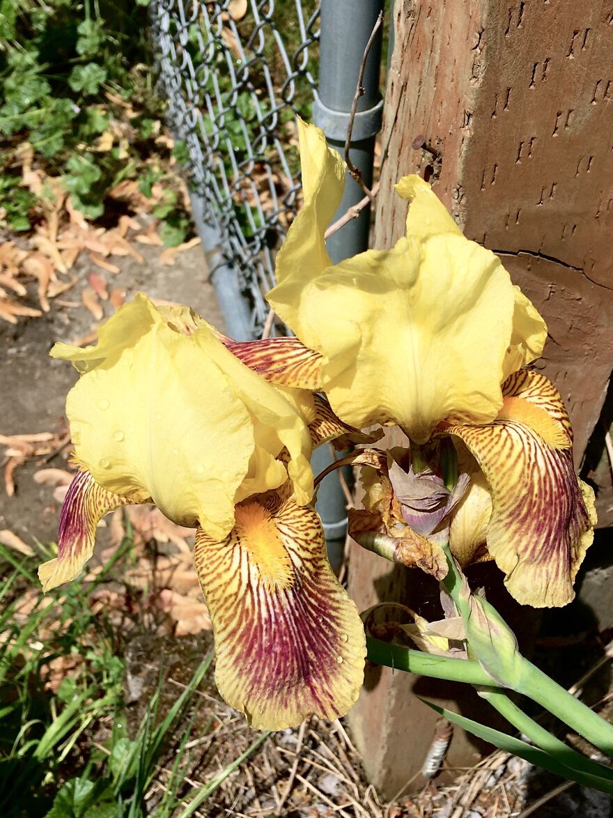 Portland Irises
