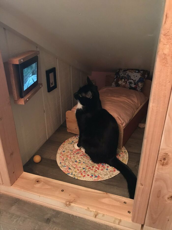 Este hombre transformó un espacio vacío tras la pared en un diminuto dormitorio para su gato, y otros dueños de gatos se mueren de envidia