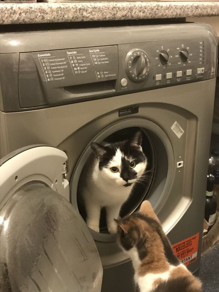 Splodge Checking The Washing Machine Is Empty Closely Supervised By Smokie