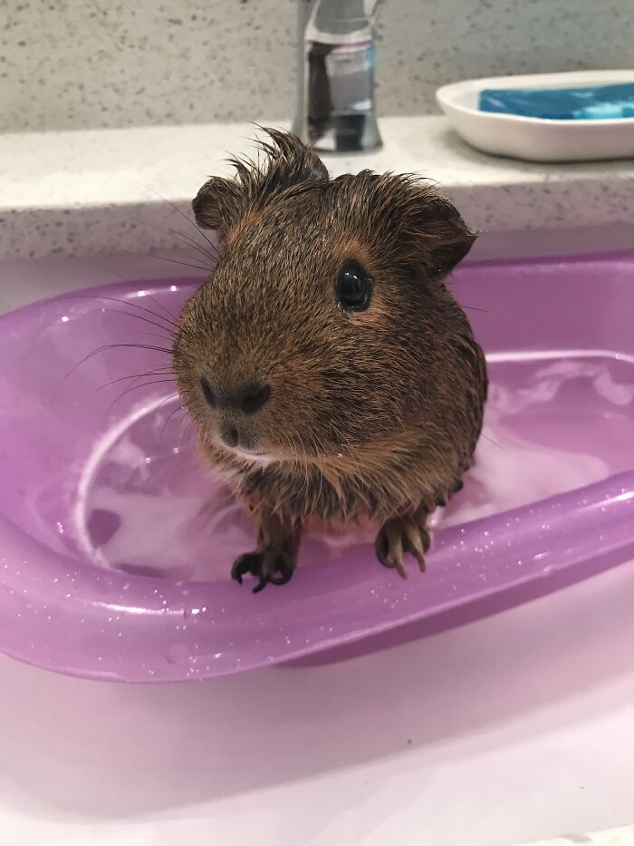 My Guinea Pig Gizmo In The Bath