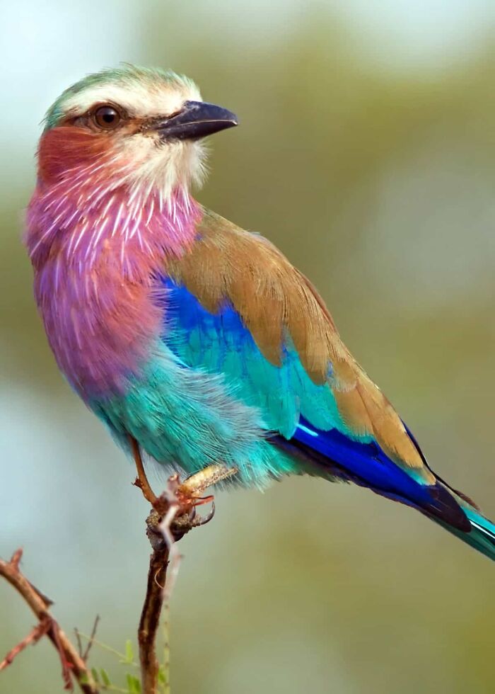 Here’s A Little Preview While I Draw Mine. It’s A Lilac Breasted Roller. (Mistcatcher’s Fav Bird)