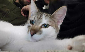 Hey Pandas, Post A Photo Of Your Pet That Looks Like A Selfie