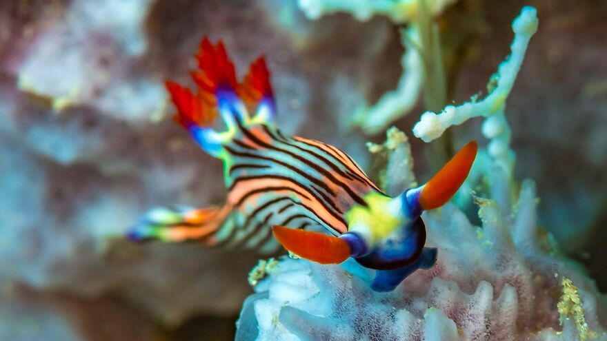 I Scoured The Internet(And My Gallery), So You Can Witness The Beauty Of Nudibranchs!