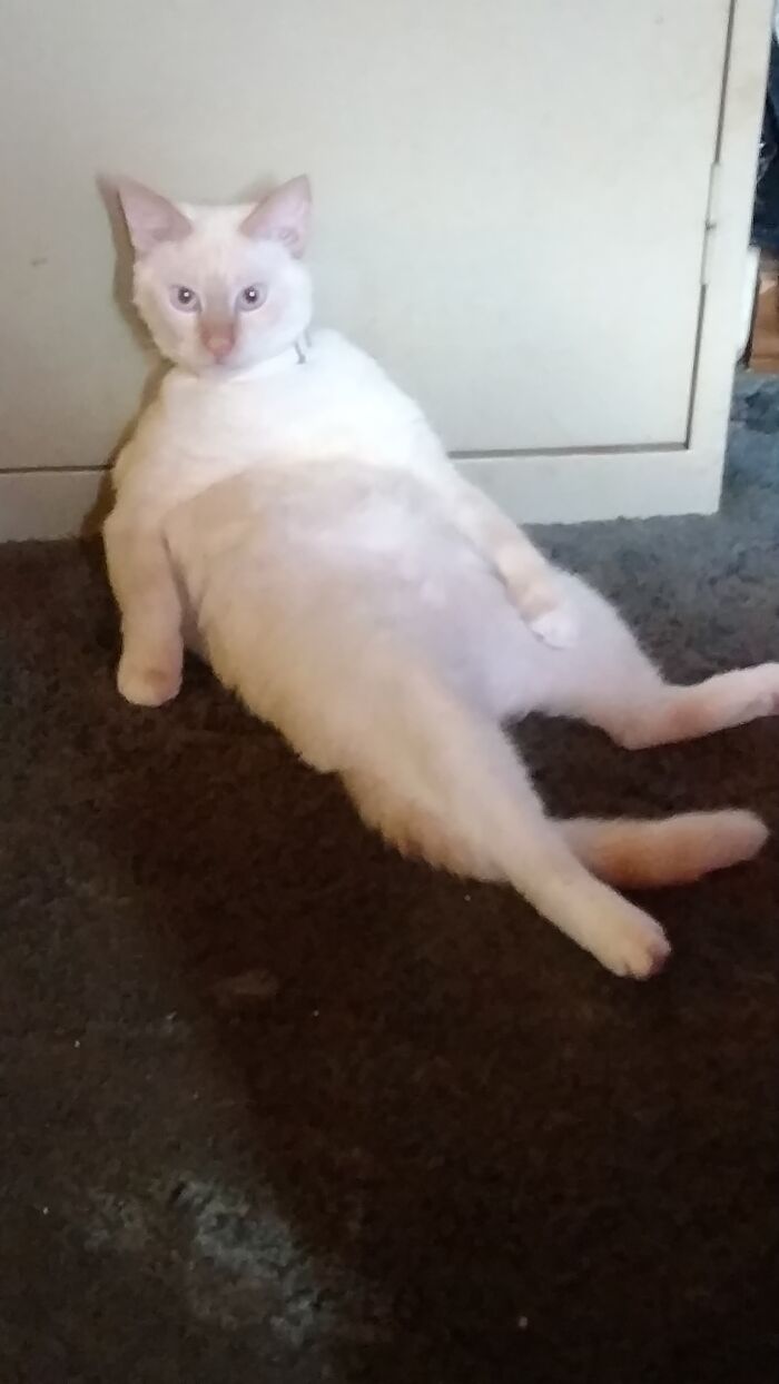 Ziggy, Flame Point Siamese, His Favorite Position