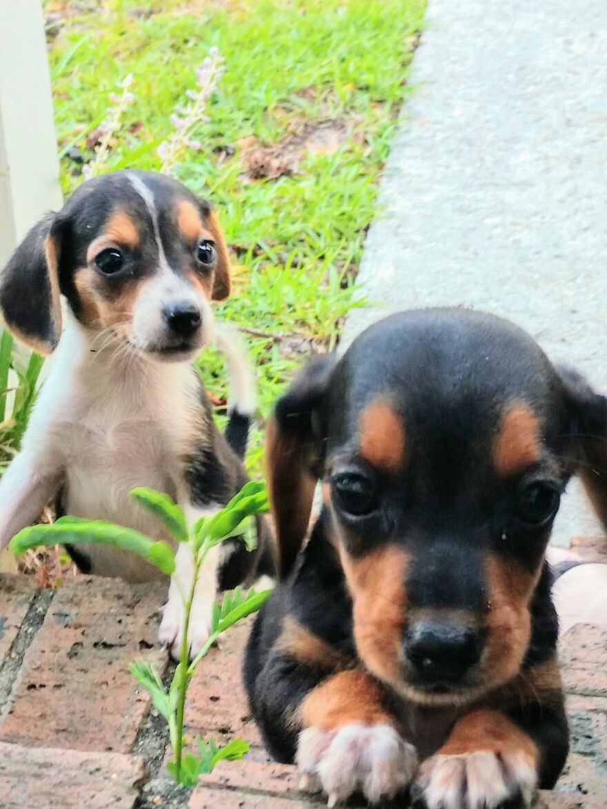 My Two Little Adventurers