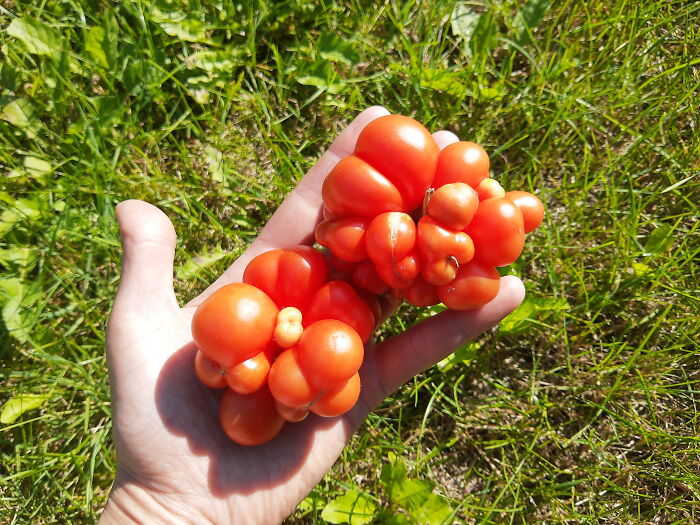 Reisetomate Tomatoes
