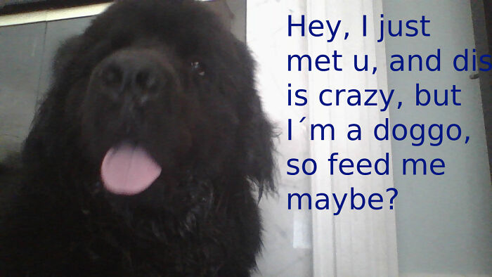 My Newfie As Another Meme.