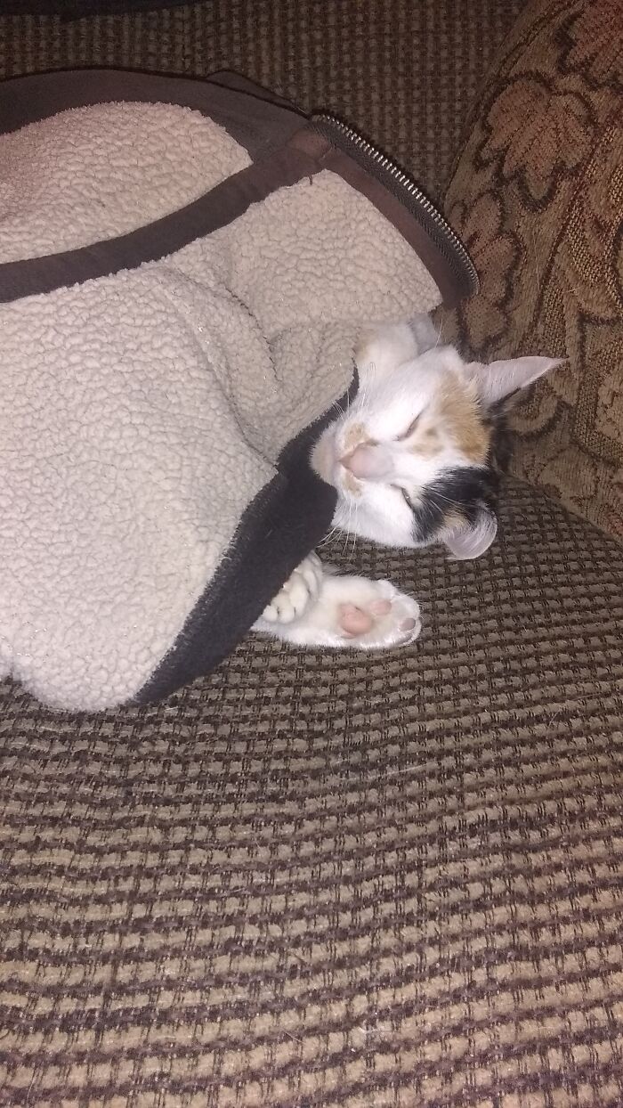 My Napping Cat In My Hoodie