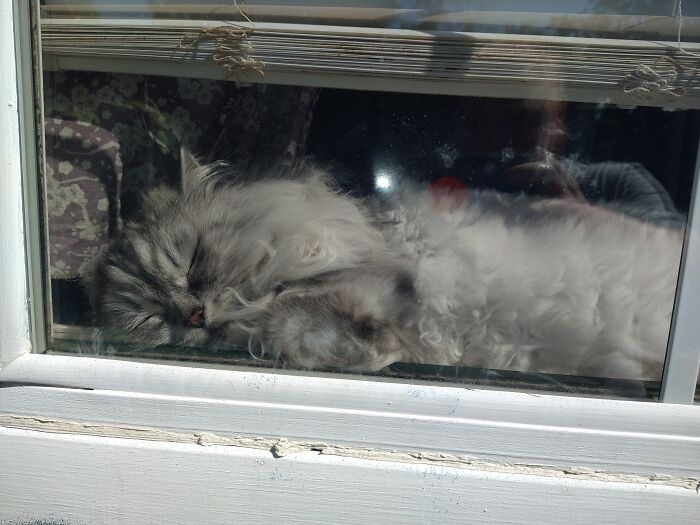 Peanut Sleeps With Her Face Pressed Against The Window When The Sun Is Out