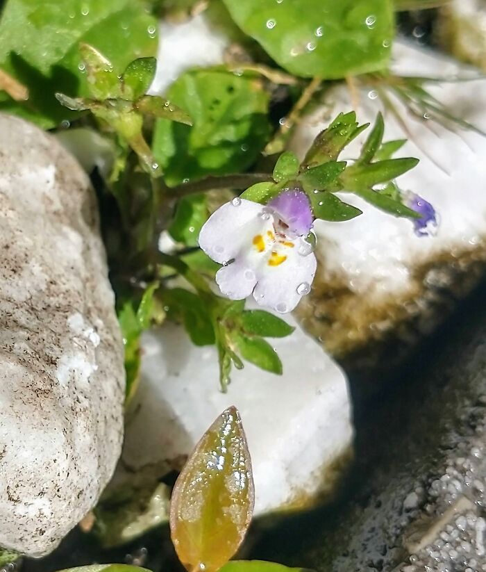This Little Wild Flower Was Found Growing Between The White Rocks In My Footpath (3 Feet Long) To Front Door. The Flower Is The Same Size As A Tiny Sweet Pea. I Love How You Can See The The Over Spray That Looks Like Dew Drops.