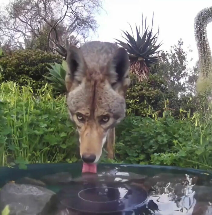 Woman Put A Water Fountain With A Camera In Her Yard, Here Are 30 Photos Of Regular Visitors