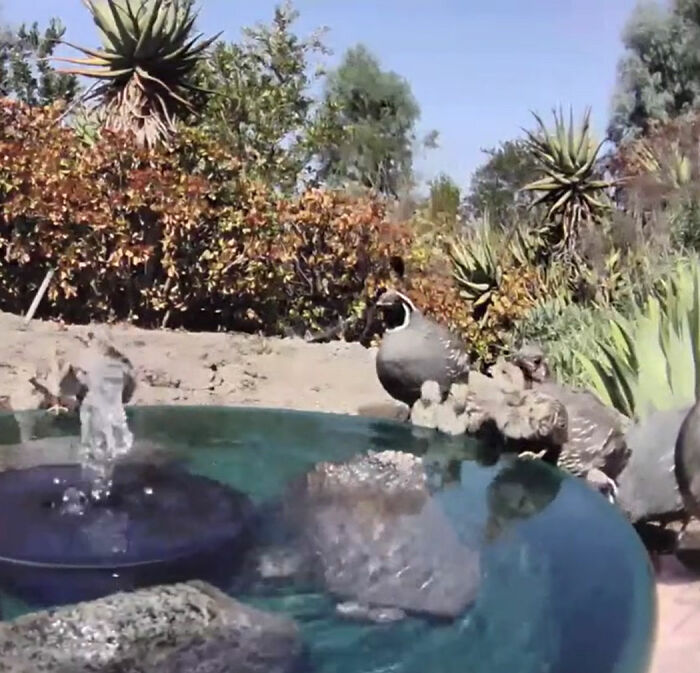 Backyard-Water-Fountain-Hidden-Camera-Animal-Photos-Jennifer-George