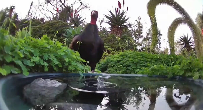 Woman Put A Water Fountain With A Camera In Her Yard, Here Are 30 Photos Of Regular Visitors