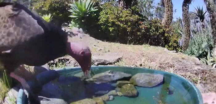 Backyard-Water-Fountain-Hidden-Camera-Animal-Photos-Jennifer-George