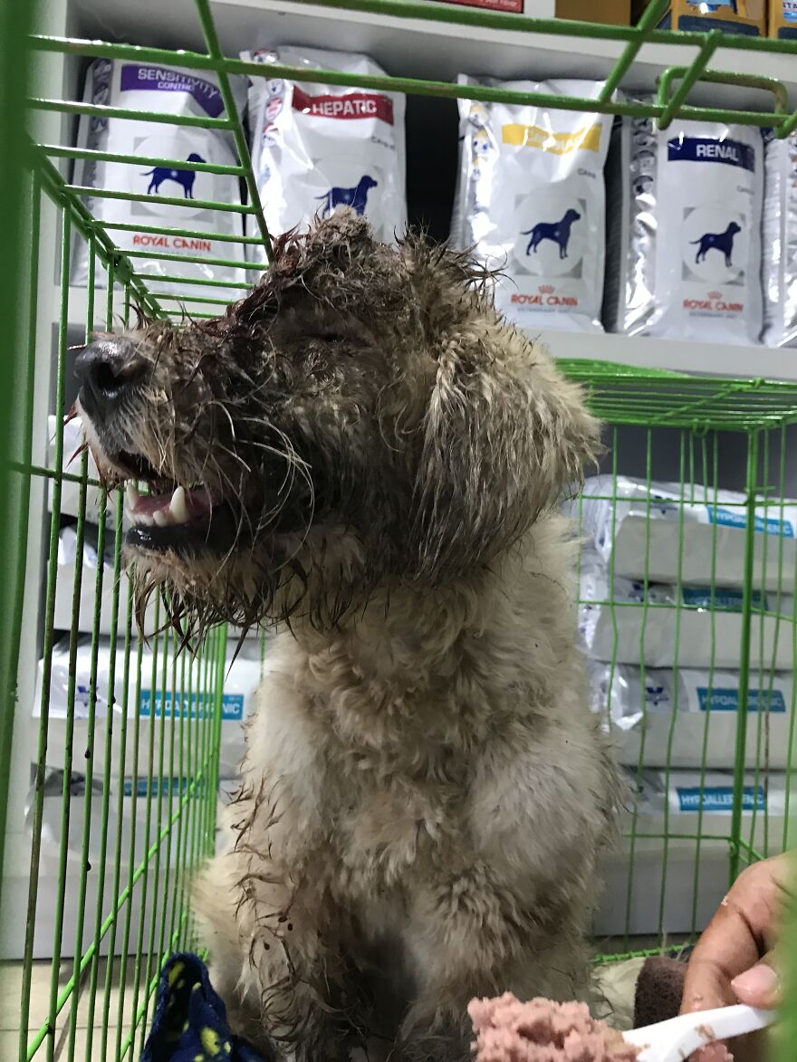 We Rescued A Dog With A Hole In Her Head, Treated Her, And Found Her A Loving Home