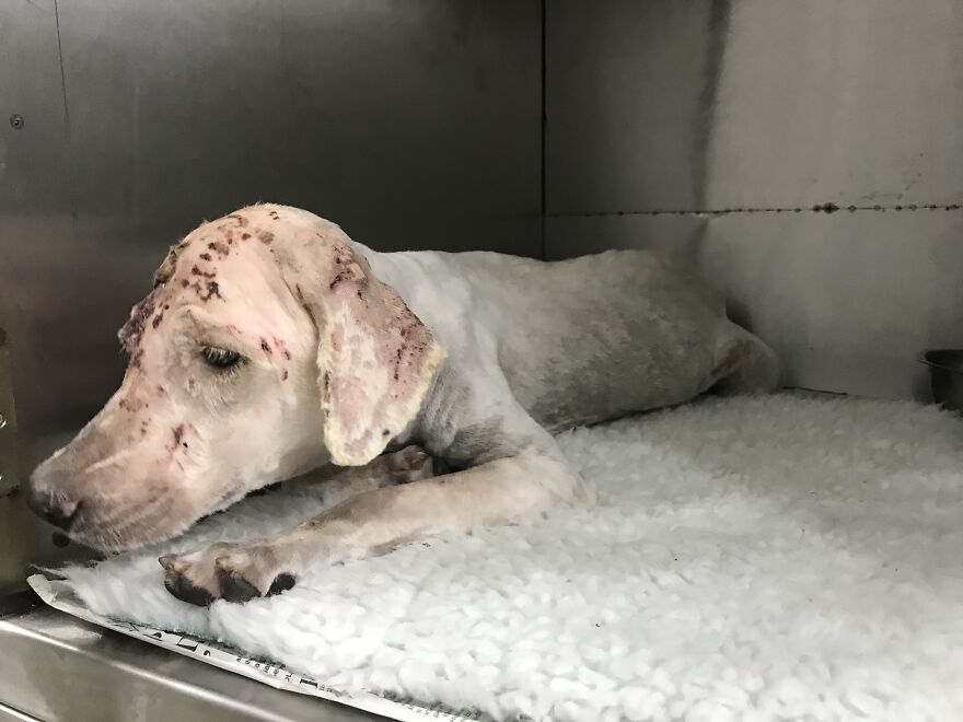 We Found A Dog With A Hole In Her Head, Treated Her, And Found Her A Home