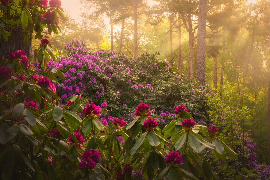 Rhododendron Dream