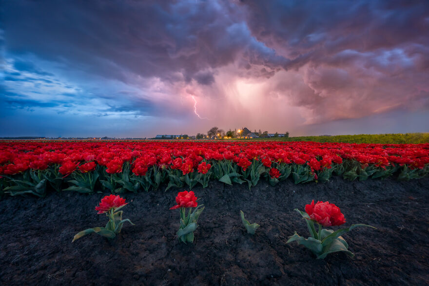Thunder Tulips