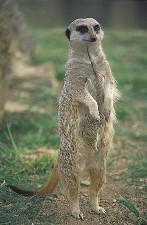 Meerkat-suricate-60a085e4f0406.jpg