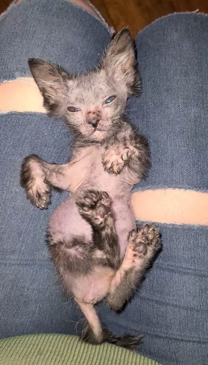Owners Thought Their Kitten Was Sick, Found Out That Gracie Is Actually A Wolfcat