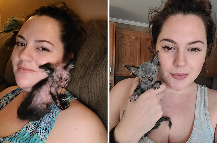 This little Kitten Looked Like She Was Sick, Owners Later Finds Out Gracie Is Really A Wolfcat
