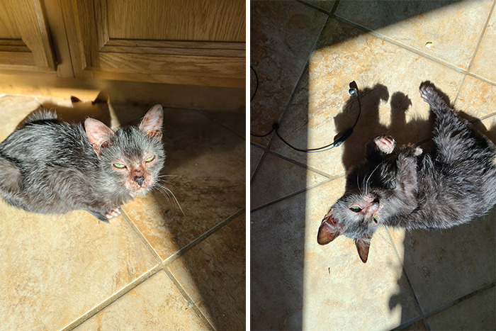 This little Kitten Looked Like She Was Sick, Owners Later Finds Out Gracie Is Really A Wolfcat.