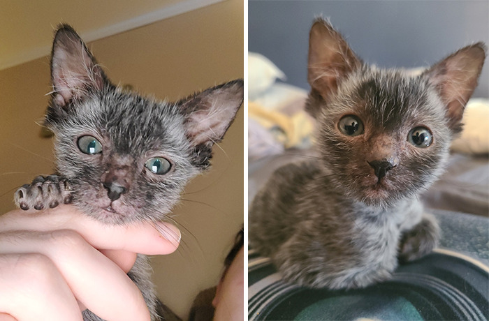 This little Kitten Looked Like She Was Sick, Owners Later Finds Out Gracie Is Really A Wolfcat.